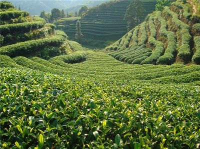 信陽(yáng)白露茶 秋日的茶香饋贈(zèng)